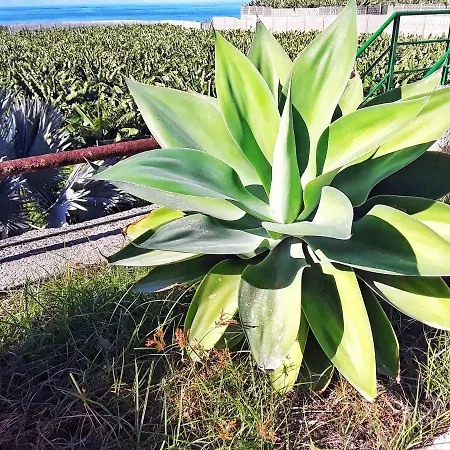 Holiday home Casa Drago - Perenquen. Alcala (Tenerife)